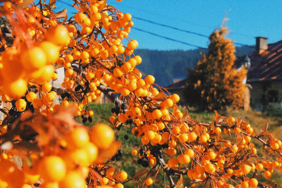 Berries summer environment