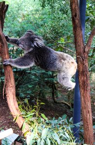 Animals australia fauna