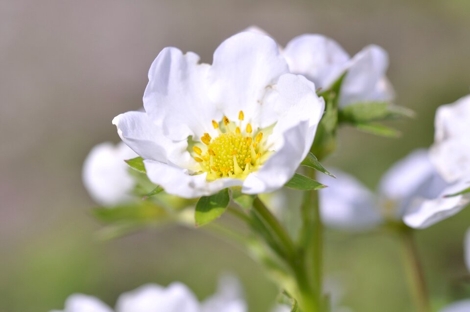 Nature blossom bloom
