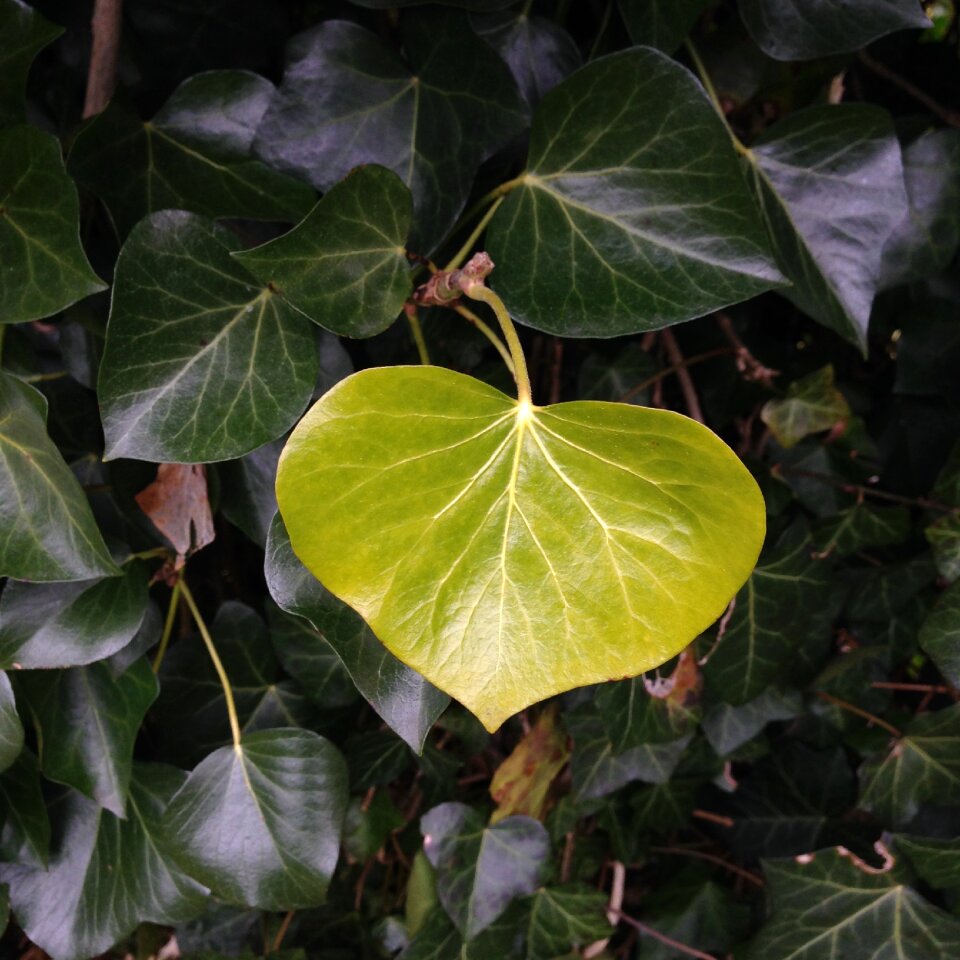 Structure nature leaves