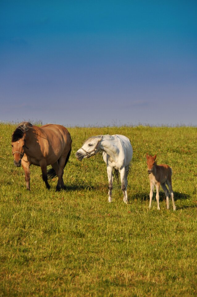 Offspring nature aggression