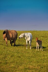 Offspring nature aggression