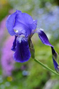 Blossom bloom blue photo