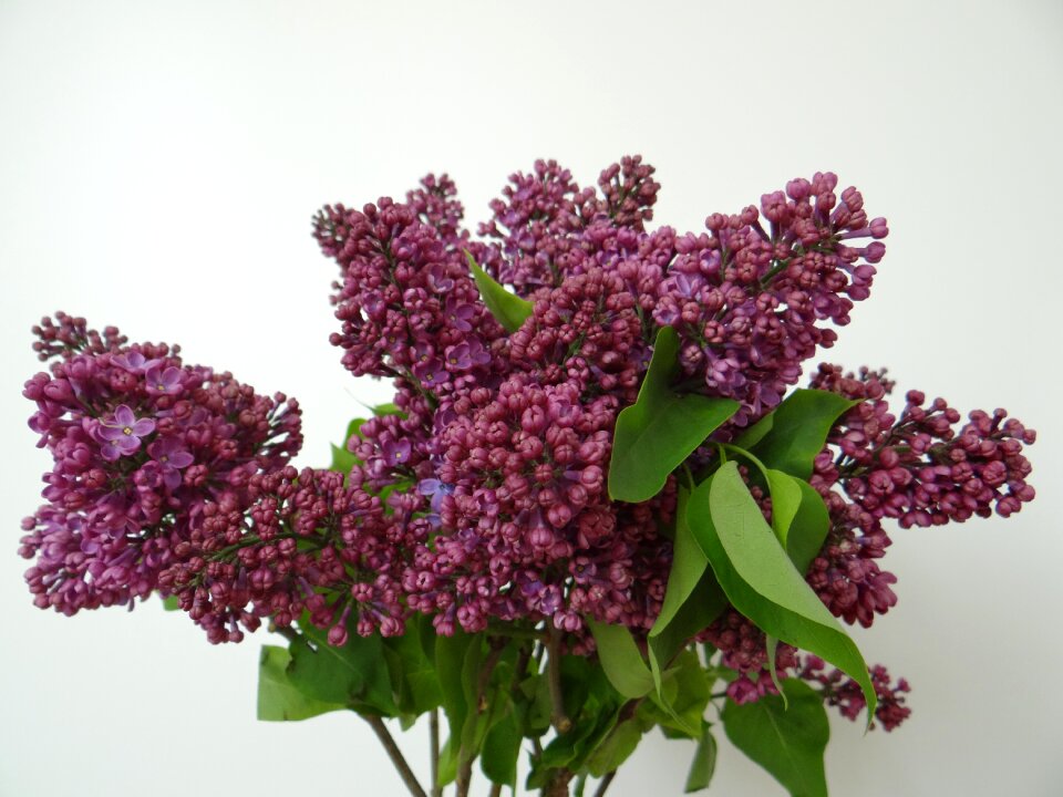 Syringa vulgaris blossom branches purple photo