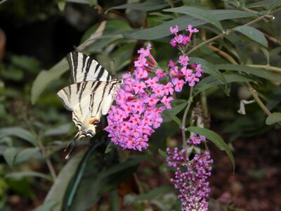 Butterfly flowers nature photo