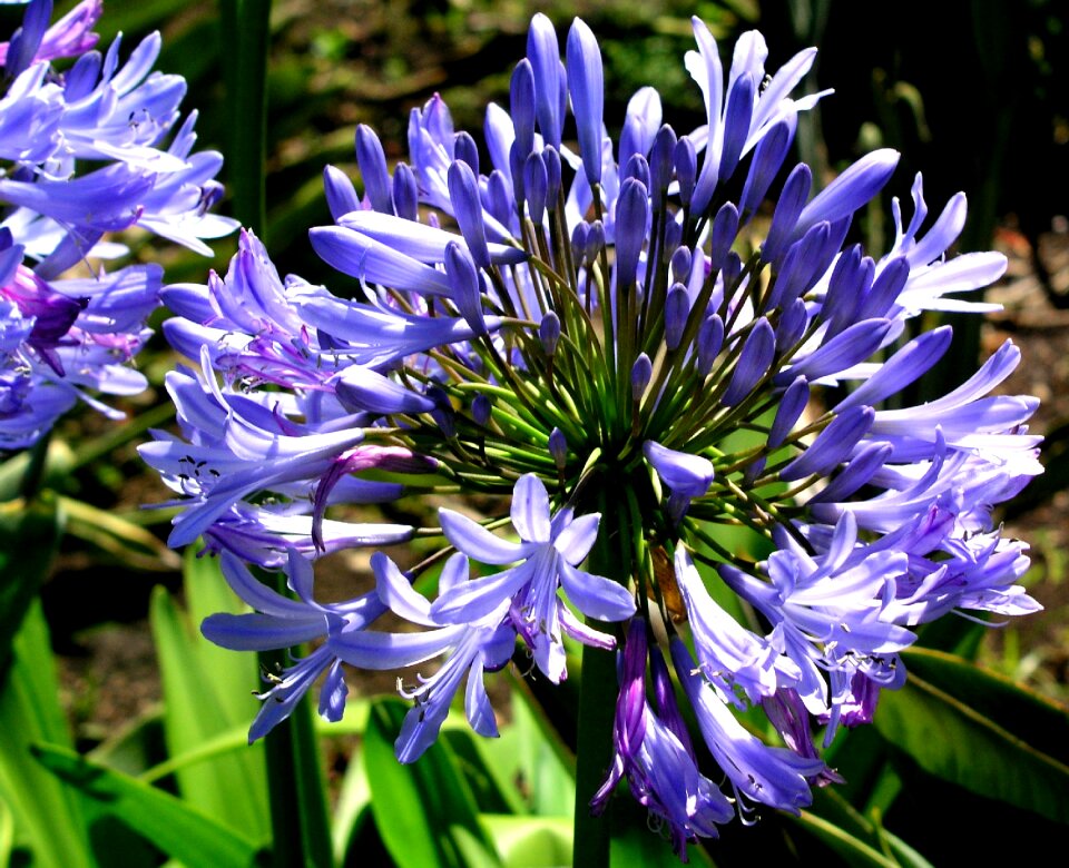 Petals nature garden