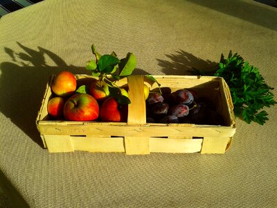 Apple plum basket photo
