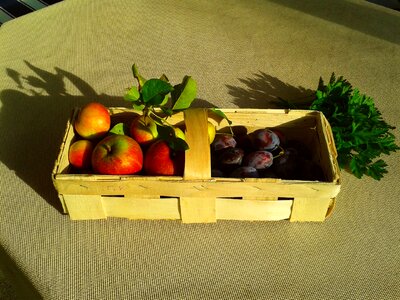 Apple plum basket