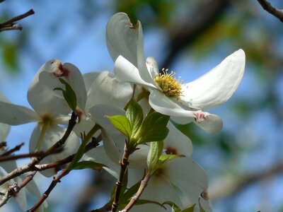 Nature flower green photo