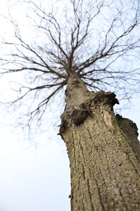 Tree withered yang shot tree
