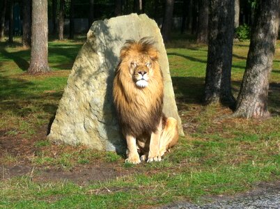 Africa animal world wild animal