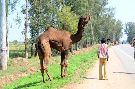 Street mammal dromedary beast of burden