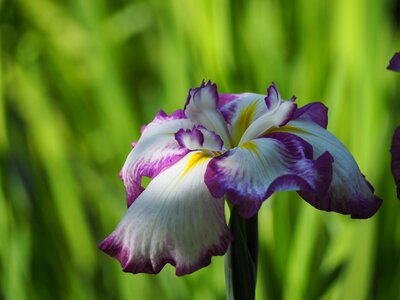 Iris flowers early summer flowers photo