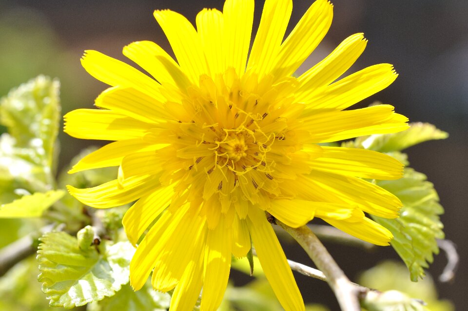 Pointed flower yellow flower blossom