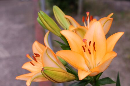 Lily orange flower bunch of flowers photo