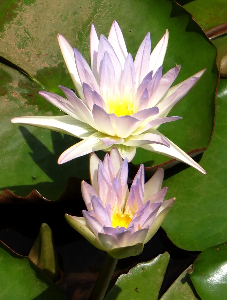 Blue water lily sacred blue lily nymphaeaceae