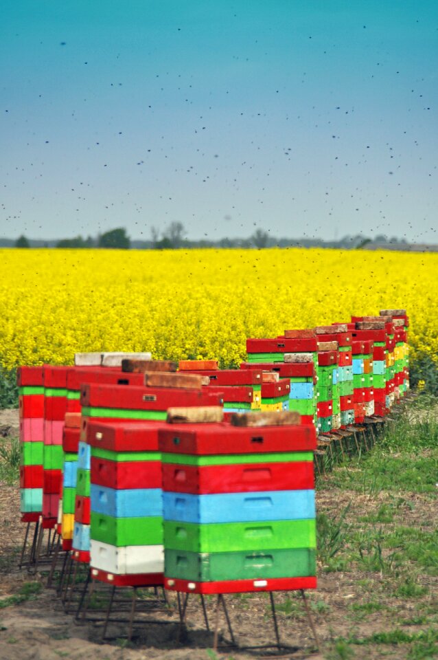 Summer beekeeping wooden beehives