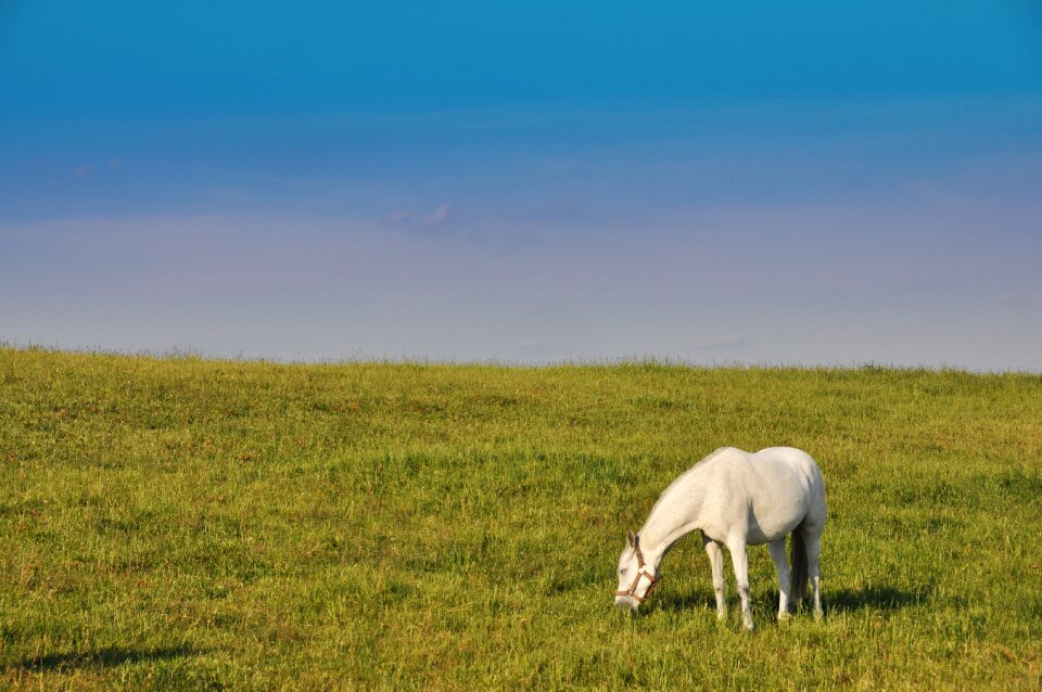 Animal landscape meadow