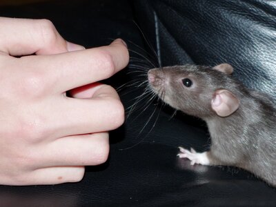 Rodent domestic animal photo