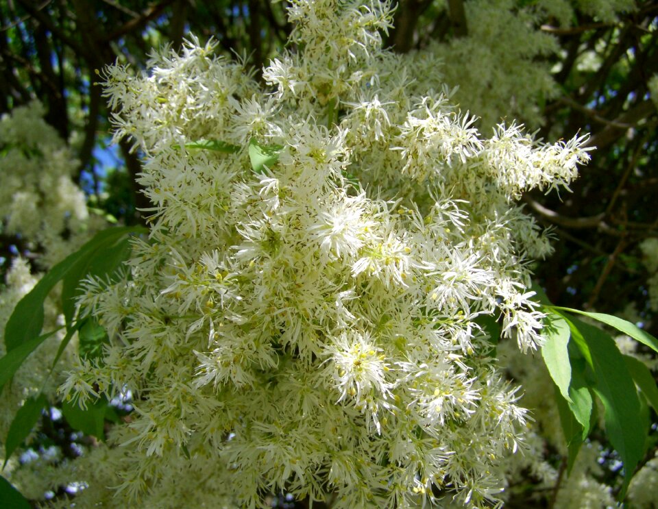Flowering ash white flower spring