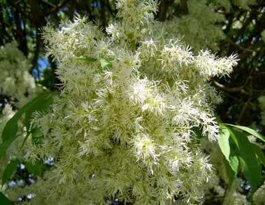 Flowering ash white flower spring