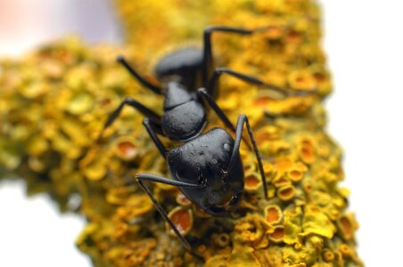 Macro nature antenna photo