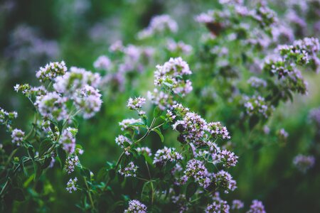 Flowers little violet