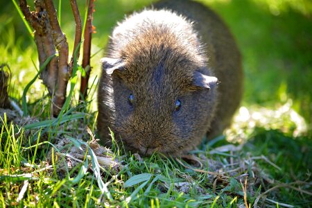 Black buff-agouti nature grass