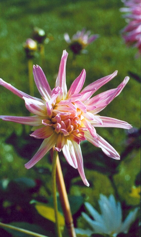 Pink summer distinctive