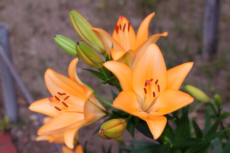Lily orange flower bunch of flowers