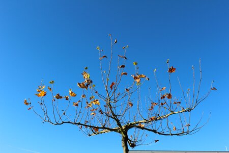Sky autumn leaves