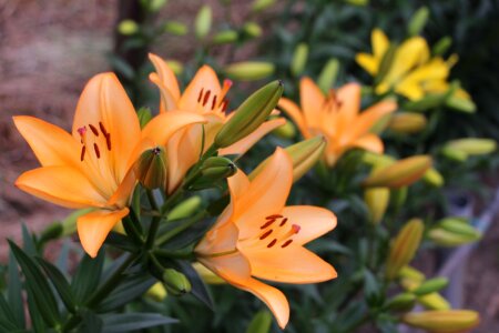 Lirio orange flower spring