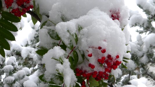 Red tree cold photo