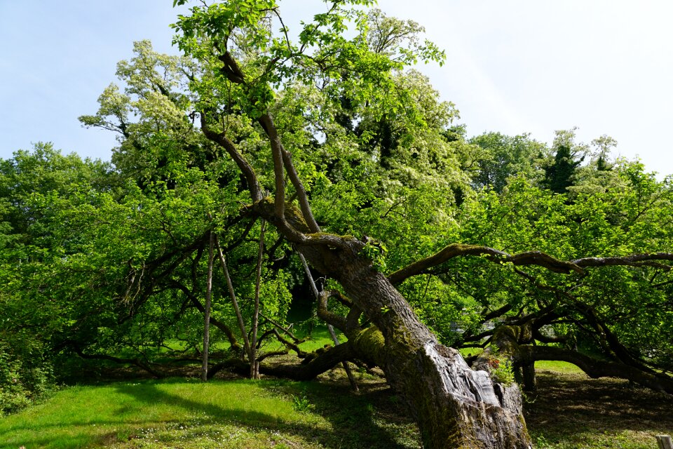 Spring park aroma photo