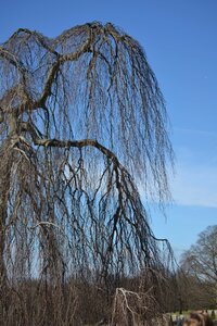 Weeping willow hanging branches pasture photo