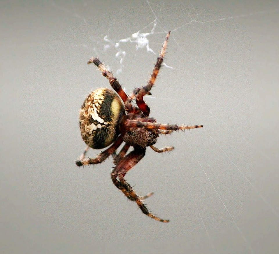 Predator insect pest