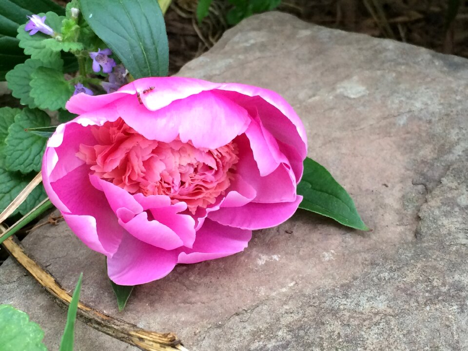 Floral nature blossom