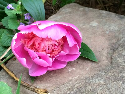 Floral nature blossom photo