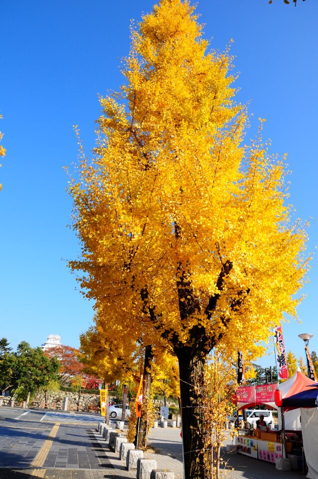 Ginkgo himeji road