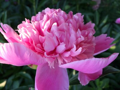 Pink nature blossom