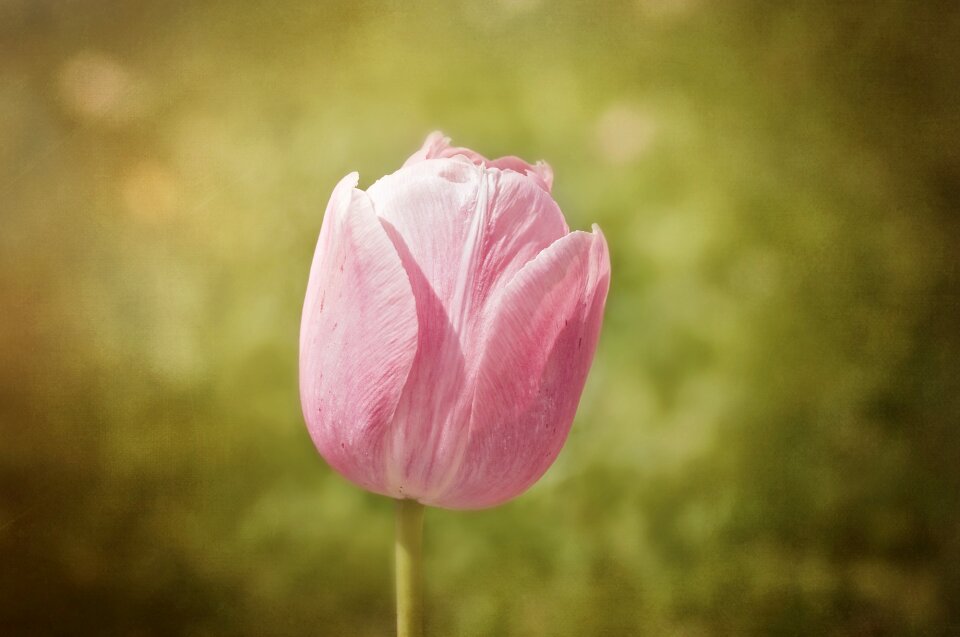Spring flower pink blossom