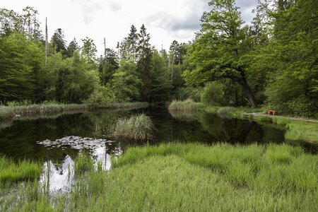 Nature conservation wetland nature reserve photo