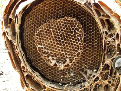 Nest hornets large