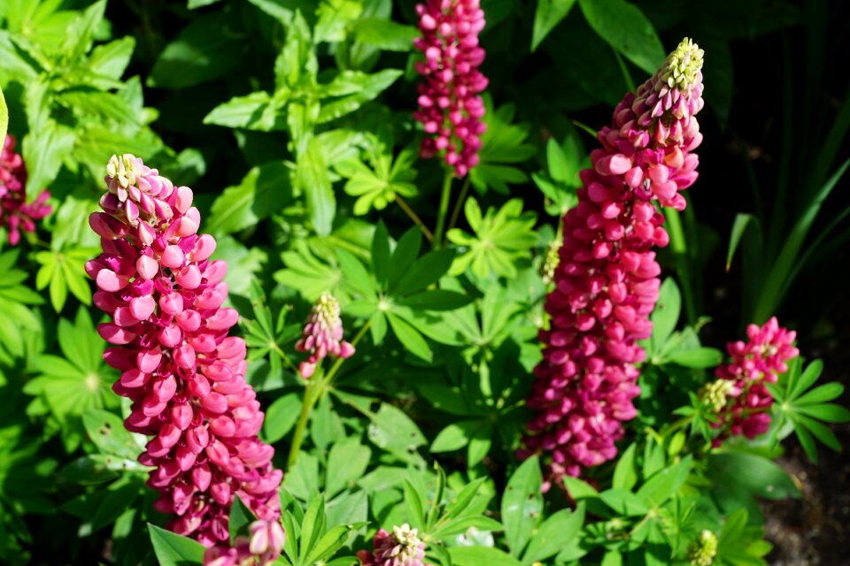 Bloom plant nature