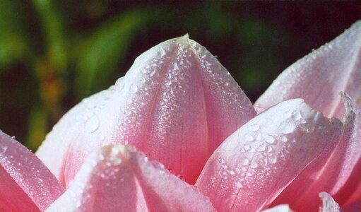 Petals summer morning