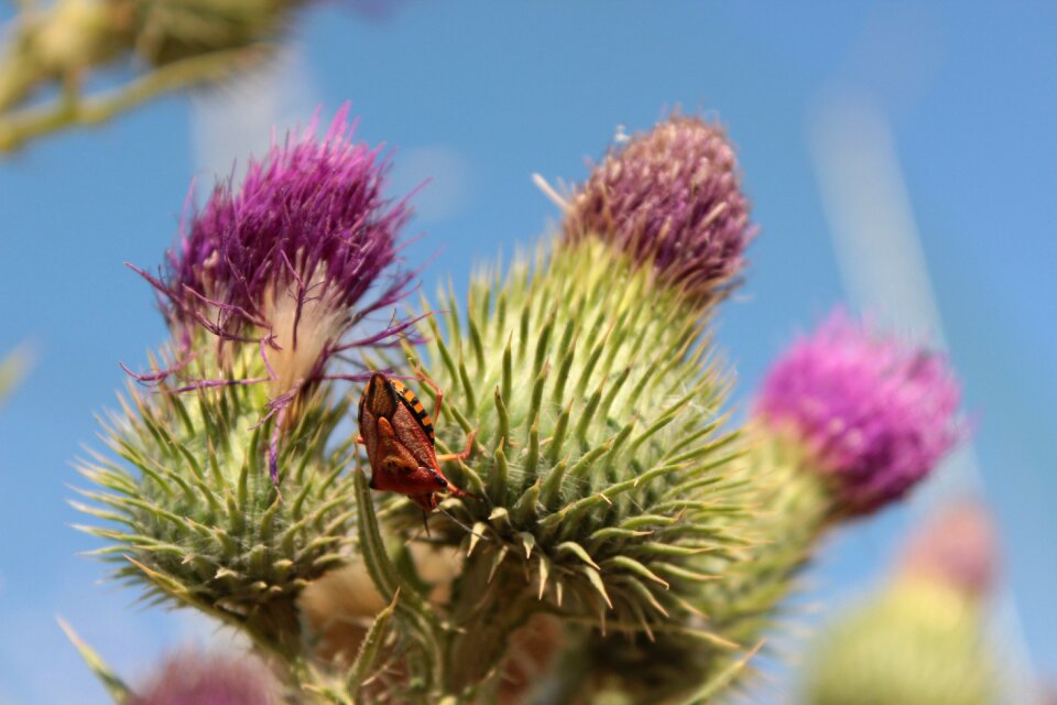 Small invertebrate diversity