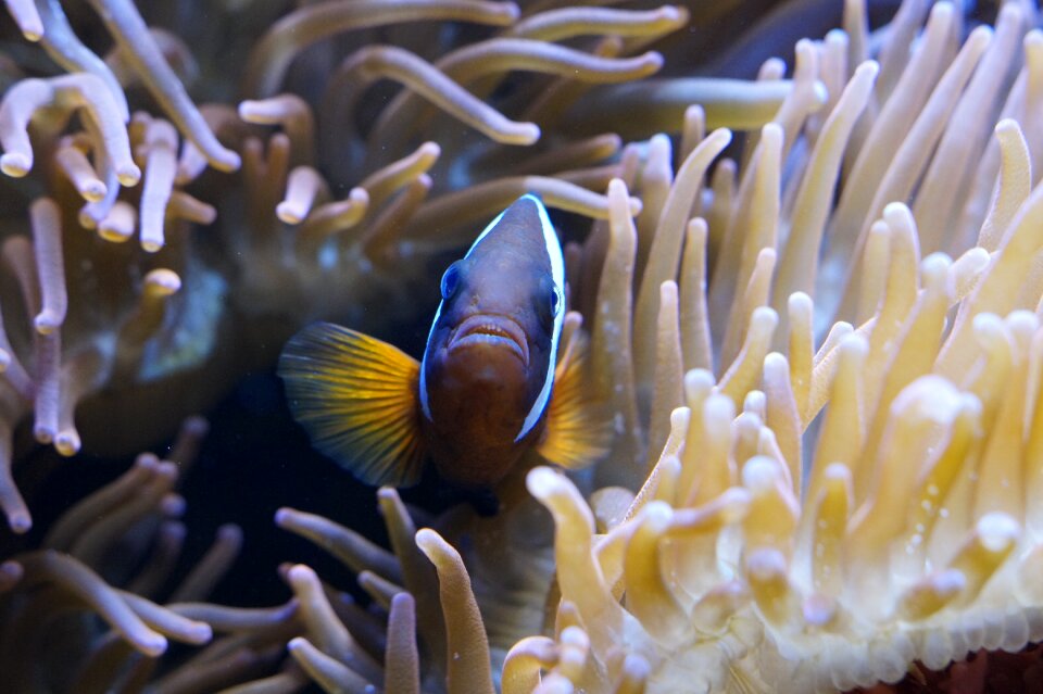 Aquarium sea creature