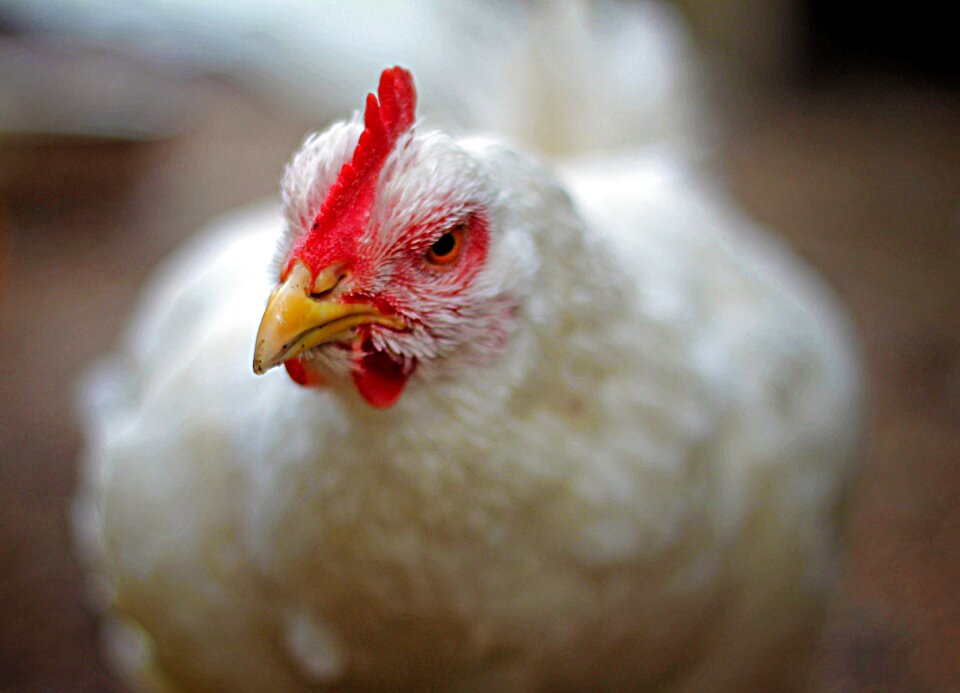 Nature domestic farm