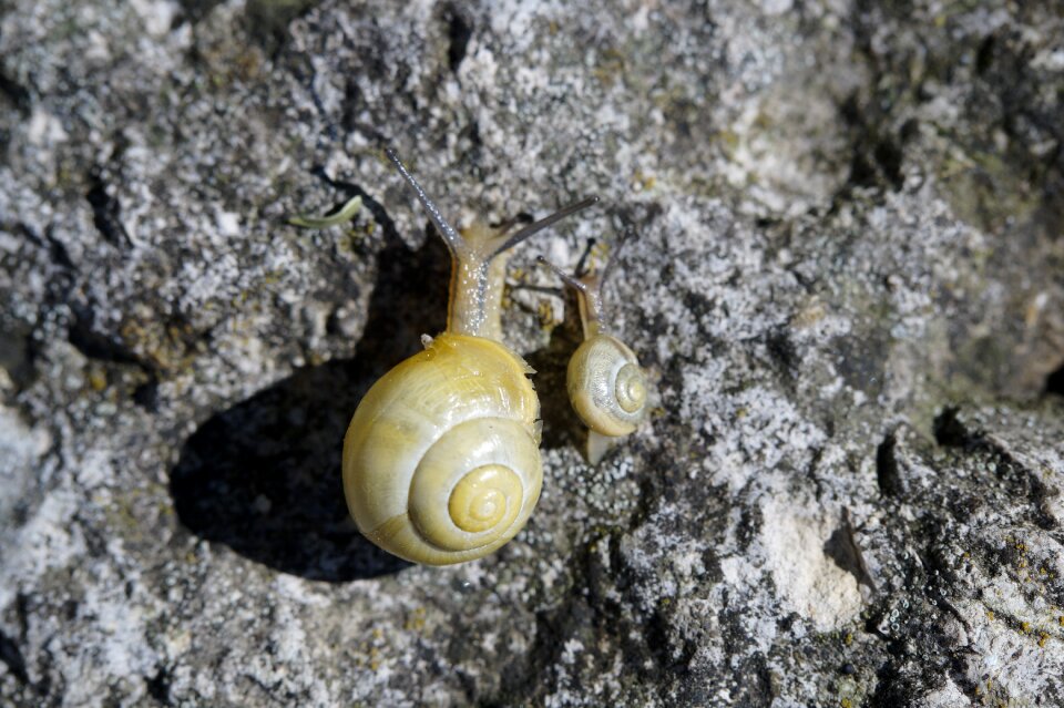 Steinig yellow shell