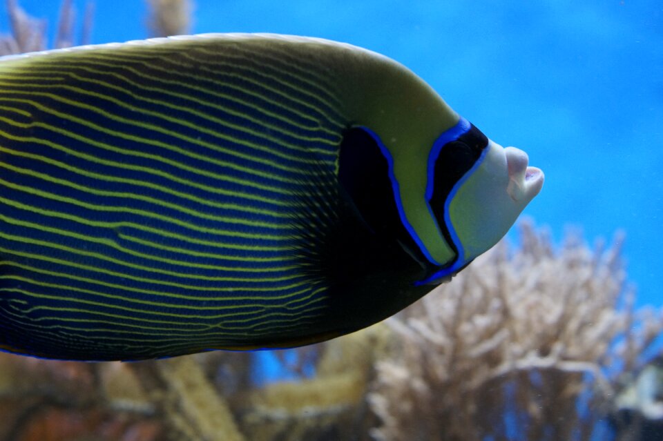 Aquarium water creature underwater world